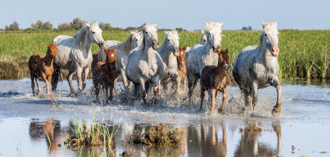 Joli Mazet Provencal De Camargue Villa Arles Luaran gambar